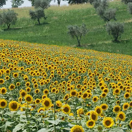 La Contea By Bice * Collescipoli